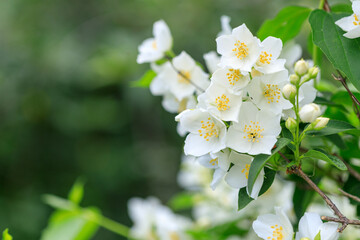 A bunch of white flowers with yellow centers