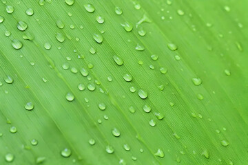 green banana leaf with water drops