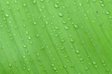 green banana leaf with water drops