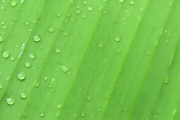 green banana leaf with water drops