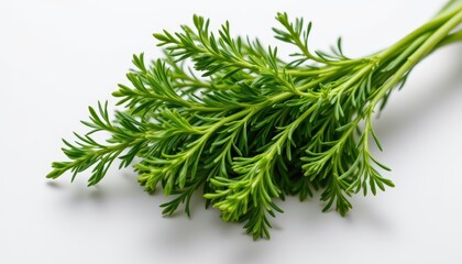 Fresh Green Herb with Delicate Leaves on White Background