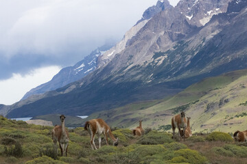 group of Guanaco