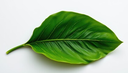 Obraz premium Vibrant Green Leaf with Detailed Texture on Clean Background