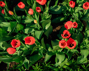 Beautiful tulips in a flower bed in the garden. The blossoming buds of spring flowers. Beauty is in nature.