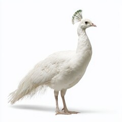 Fototapeta premium Elegant albino peacock stands tall on white background