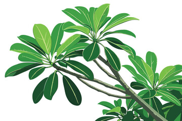 40 Green foliage, clustered leaves, oval-shaped leaflets, tropical plant, vibrant green, botanical specimen, top-down view, natural texture, fresh greenery, glossy leaves, organic pattern, houseplant 