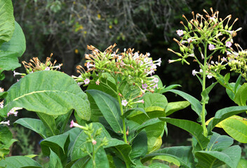 Tobacco growing on plantations