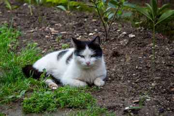 A black and white cat lies calmly on the earthy ground, surrounded by greenery. With eyes...