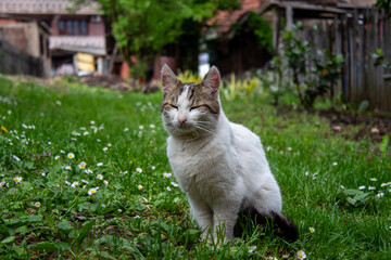 A white cat with black markings sits upright in a lush garden, surrounded by greenery and spring flowers. Its relaxed but focused gaze gives the photo peaceful energy. © Ernad