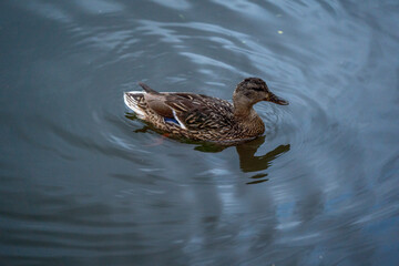 duck in the water