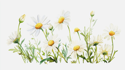 Elegant wedding invitation card background . Minimal hand painted watercolor Chamomile flowers texture template background. Design for wedding, vip cover, poster, rsvp moderncard.Valentine's Day

