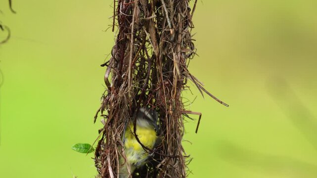 Bananaquit (Coereba flaveola) moving around a Montezuma oropendola nest in tropical forest _platanero perchado.