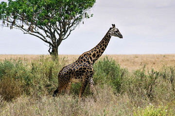 Masai Giraffe Walking Past Lone Acacia Tree on Serengeti Grassland Slope