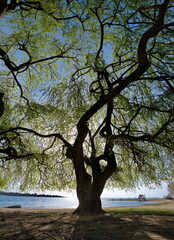 Kyrgyzstan. The contrasting morning sun over the shore of Lake Issyk-Kul through the green crowns of willows.