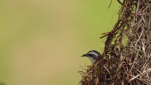 Bananaquit (Coereba flaveola) moving around a Montezuma oropendola nest in tropical forest _platanero