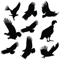 Condor bird Vector illustration Design Condor bird vector icon
