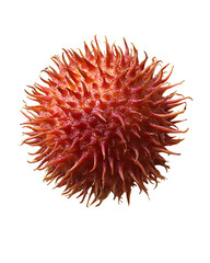 Rambutan fruit exotic red spiky tropical nature