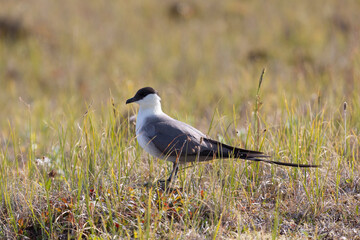 Long-tailed jaeger bird sitting on the grass close up