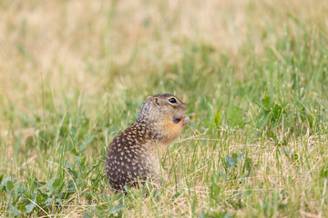 Speckled ground squirrel animal standing in the grass eating something