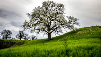 Fototapeta premium Oak spring grassy hill