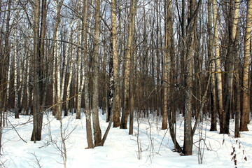 Winter forest in sunny weather.	