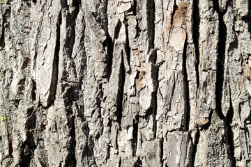 Texture of brown linden tree bark.