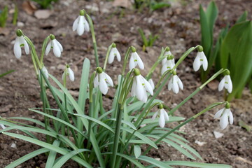 White snowdrop flowers bloomed in spring.