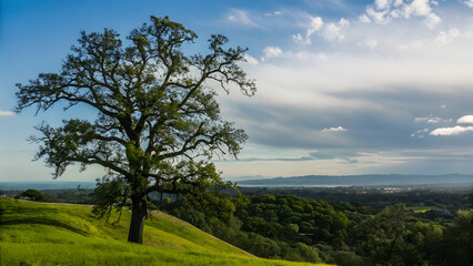Obraz premium Oak spring grassy hill