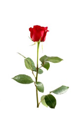 Obraz premium One red rose stands on a white background.
