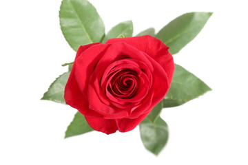 Red rose on white background, top view.