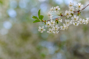 Cherry branch with white flowers. Green leaves nearby.