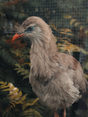 Close-up portrait of Red-legged Seriema bird in natural enclosure – distinctive crest feathers, curved orange beak, and soft plumage captured in lush green foliage setting