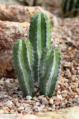 cactus in the garden surrounded by rocks