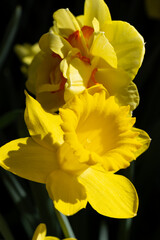 bright yellow daffodil flower on black background