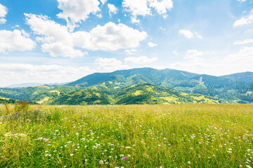 scenery with alpine field in summer. beautiful view. herbs among the grass. rolling carpathian alps mountain landscape in dappled light. clouds on the blue sky above the hill. wonderful europe climate © Pellinni