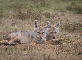 Baby Jackals with Bone