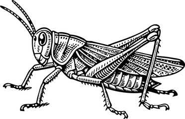 Drawing of a Grasshopper. Insect Art for Educational Use.
