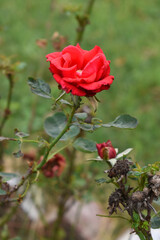 Beautiful red rose flower closeup in garden, A very beautiful red rose flower bloomed on the rose tree, Rose flower closeup, bloom flowers, Natural spring flower, Natural floral background,