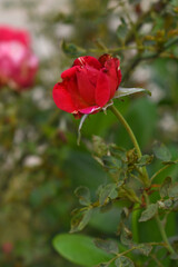 Beautiful red rose flower closeup in garden, A very beautiful red rose flower bloomed on the rose tree, Rose flower closeup, bloom flowers, Natural spring flower, Natural floral background,