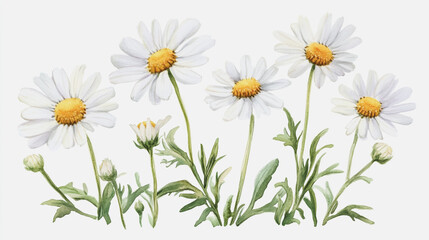 Elegant wedding invitation card background . Minimal hand painted watercolor Chamomile flowers texture template background. Design for wedding, vip cover, poster, rsvp moderncard.Valentine's Day