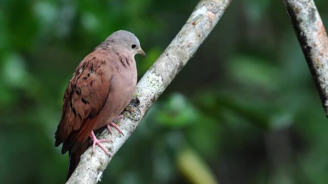 Ruddy ground dove (Columbina talpacoti) perched on tree in the rain_Torcacita perchada en arbol bajo la lluvia_Tortolita_Tierrerita_Palomita colorada_Columbina talpacoti_tortolita rojiza_turquita roji
