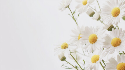 Fototapeta premium Elegant wedding invitation card background . Minimal hand painted watercolor Chamomile flowers texture template background. Design for wedding, vip cover, poster, rsvp moderncard.Valentine's Day