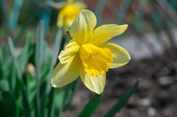 Flowering yellow daffodil is ornamental perennial bulbous plant. Blossom little narcissus the amaryllis family in garden. Flowers jonquil opens on background green thin leaves. Spring nature in bloom.