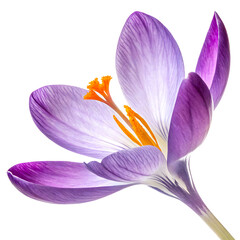 Fototapeta premium Purple Crocus Bloom: Nature's Vibrant Spring Awakening