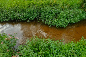 Small wild river with brown, gently flowing water and lush riparian vegetation, including water mint. A calm, undisturbed freshwater habitat