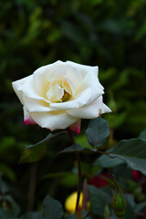 Beautiful white rose flower closeup in garden, A very beautiful white rose flower bloomed on the rose tree, Rose flower closeup, bloom flowers, Natural spring flower, Natural floral background,