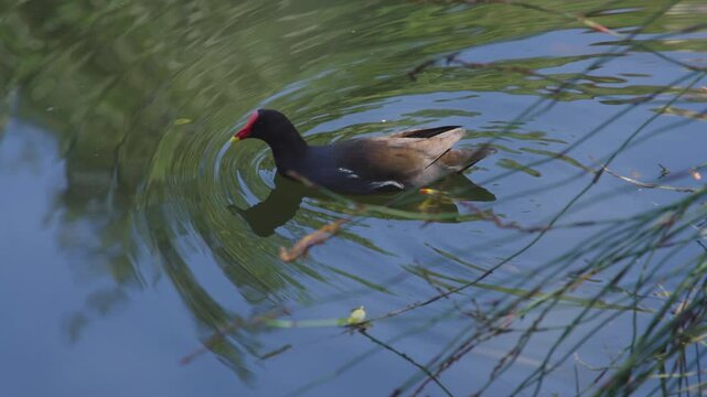 A moorhen swims out from behind tall water reeds, creating ripples as it moves across a sunlit pond and past floating water lily pads.