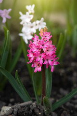 Fototapeta premium Bright spring flowers of pink purple and white hyacinths flowers grow in a flowerbed on a sunny spring day. Concept of gardening, floriculture, growing homemade flowers
