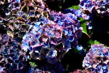 Purple and Pink Verigated Hydrangea