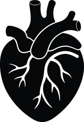 Anatomical heart vector